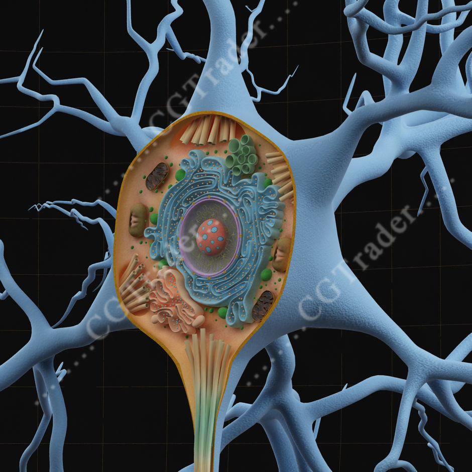 Neuron Cell Structure Section 3D model_3