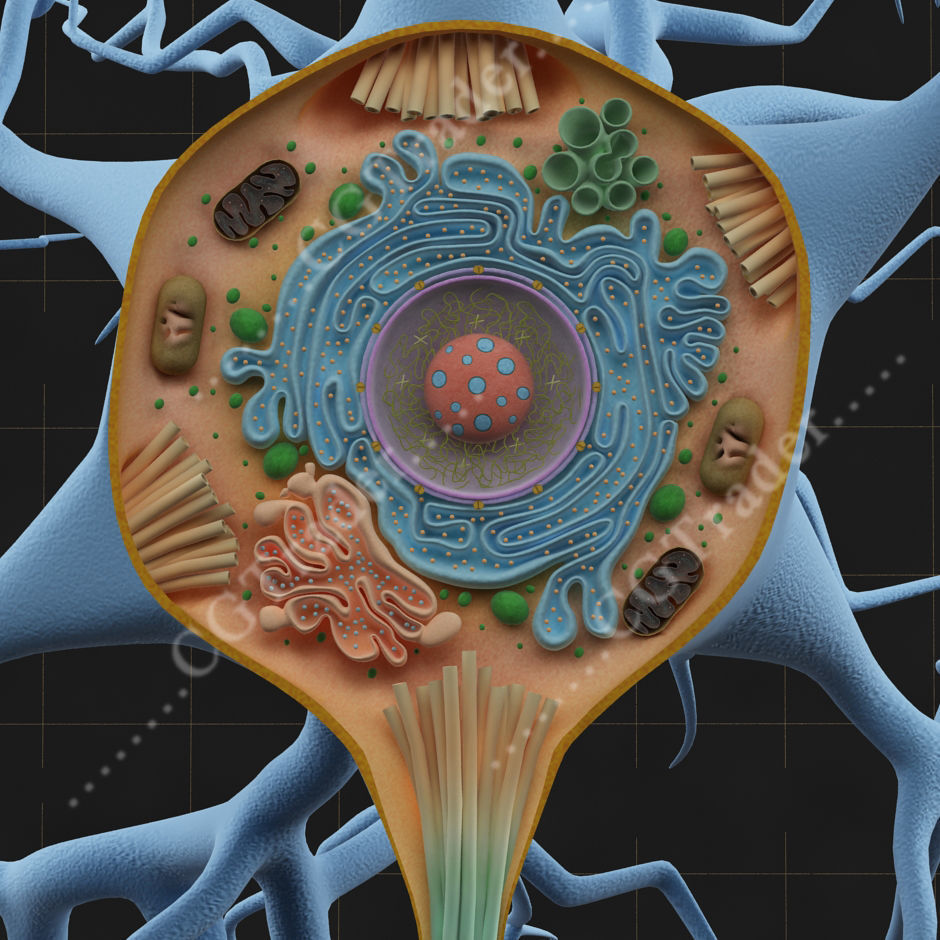 Neuron Cell Structure Section 3D model_1