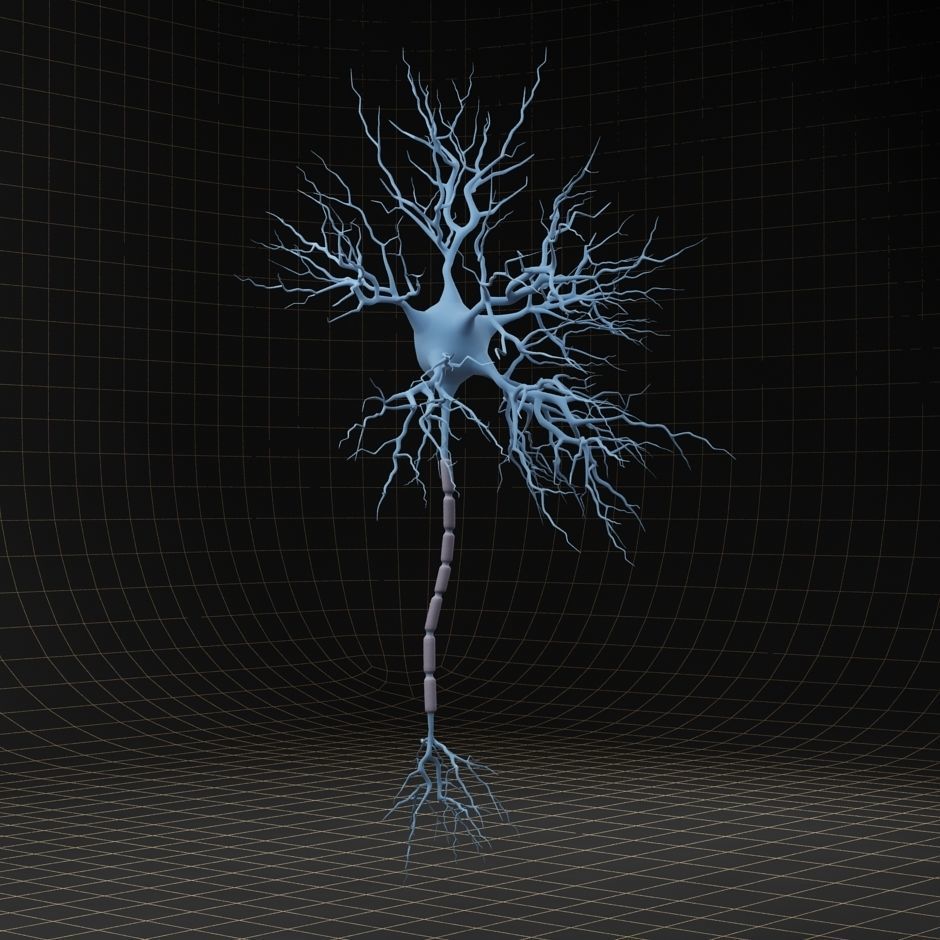 Neuron Cell Structure Section 3D model_6