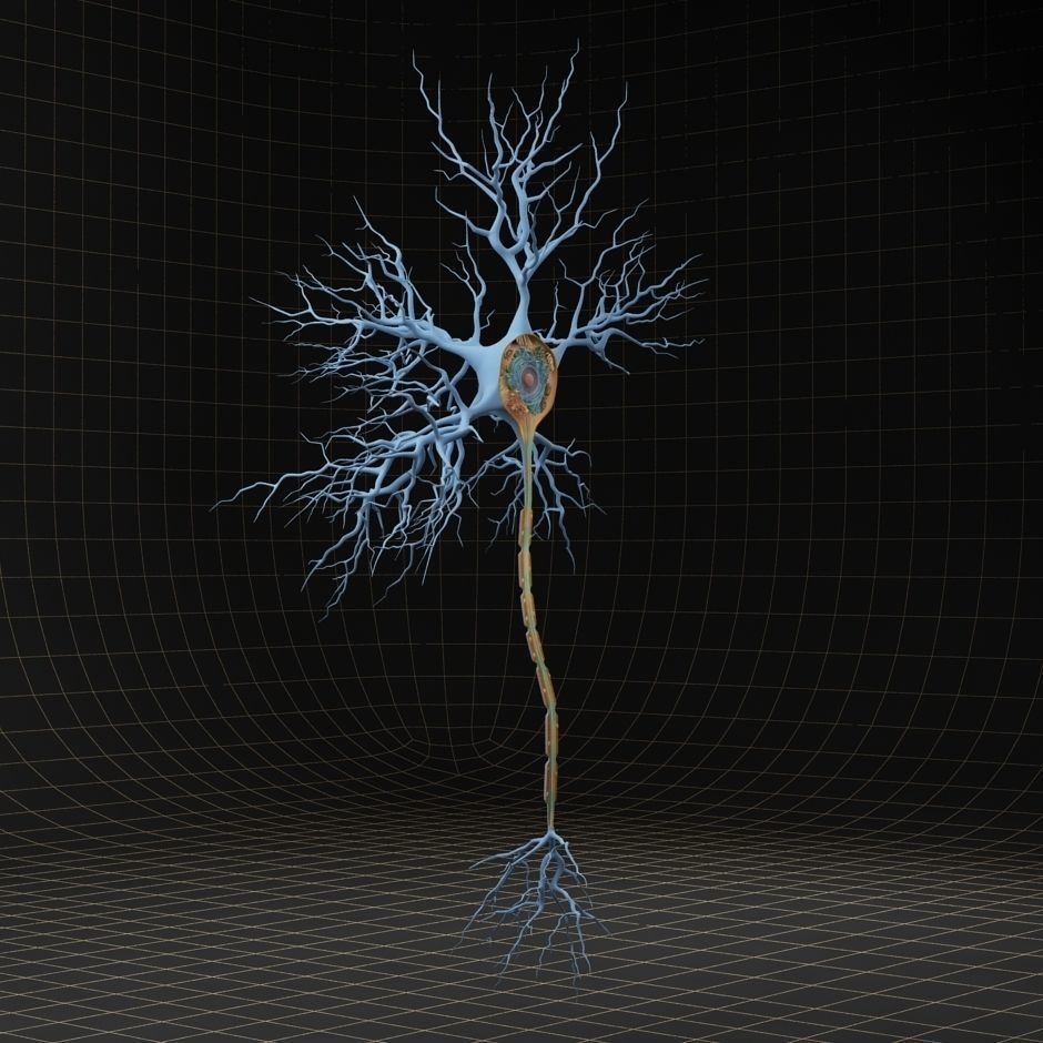 Neuron Cell Structure Section 3D model_7