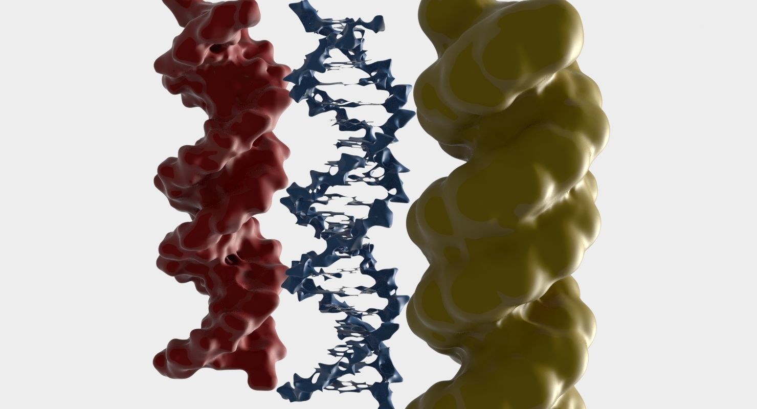 3D DNA 3 pack 3D model_6