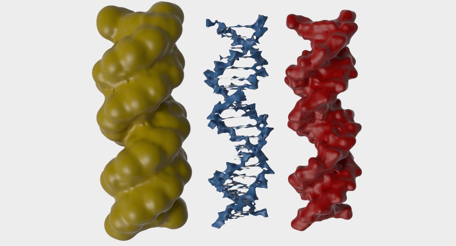 3D DNA 3 pack 3D model_2