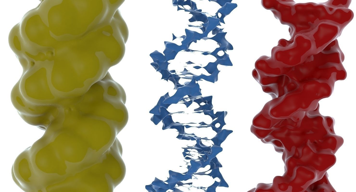 3D DNA 3 pack 3D model_7