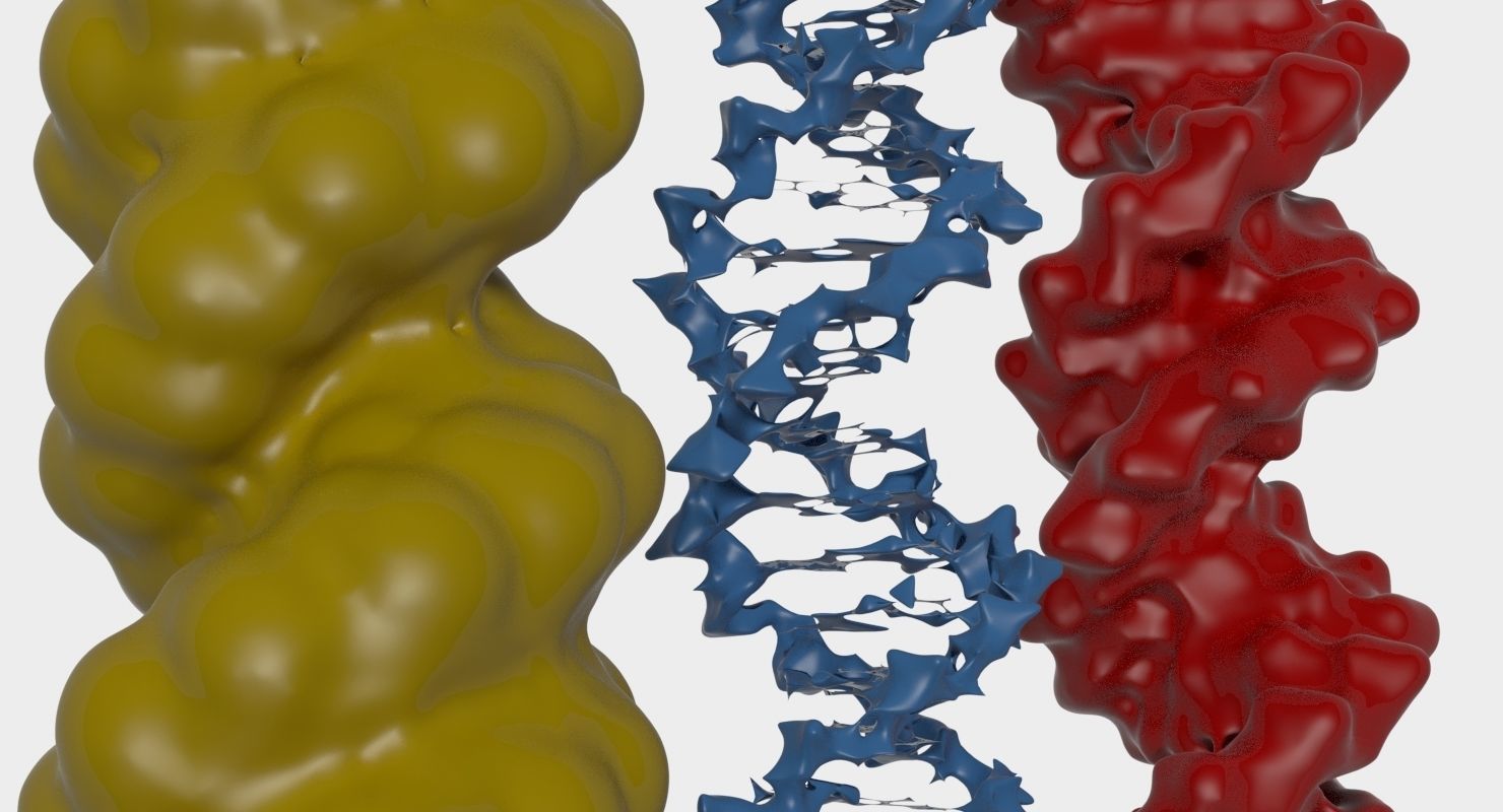 3D DNA 3 pack 3D model_8