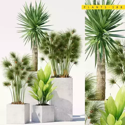 PLANTS 188 3D model