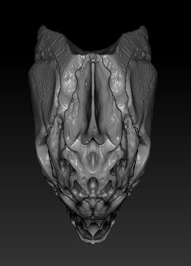 Amazon Piranha Skull  3D print model_1