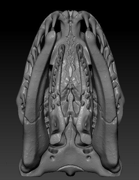 Anaconda Skull 3D print model_6