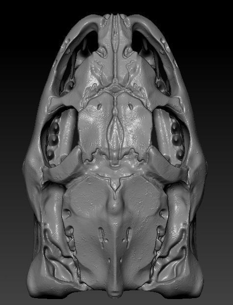 Anaconda Skull 3D print model_3