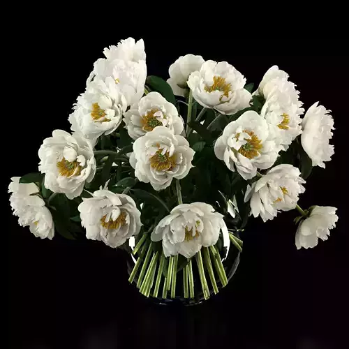 White peonies