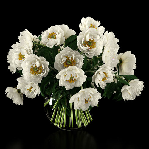 White peonies 3D model