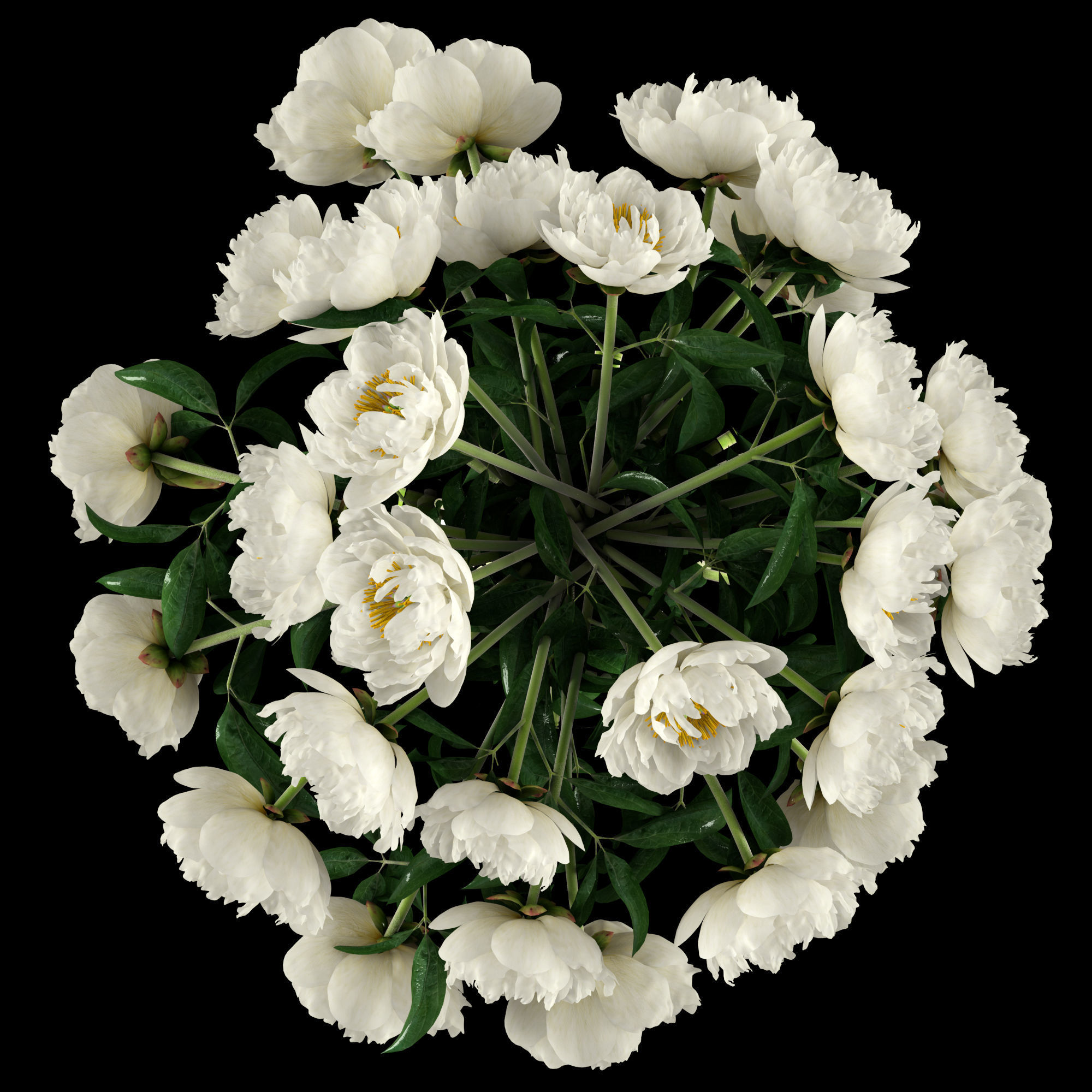 White peonies 3D model_4