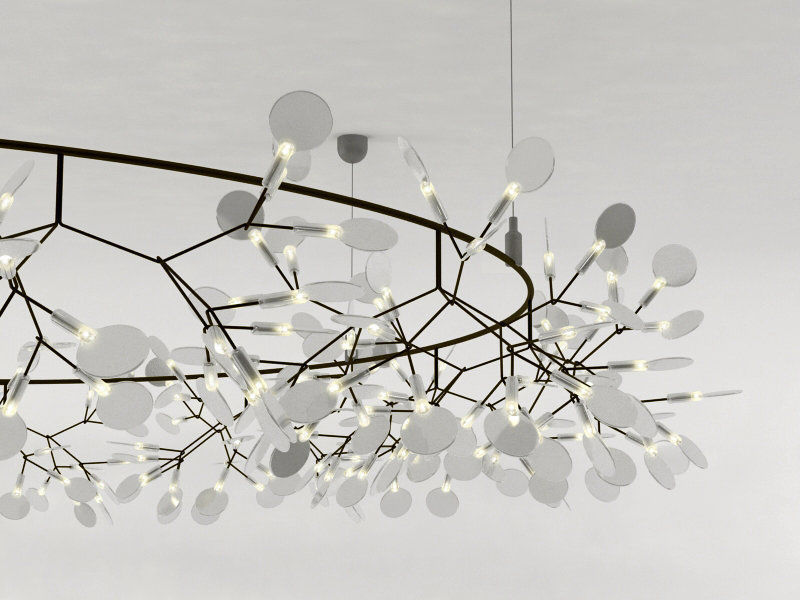 Heracleum the Big O