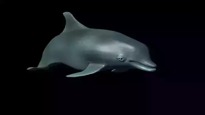 dolphin