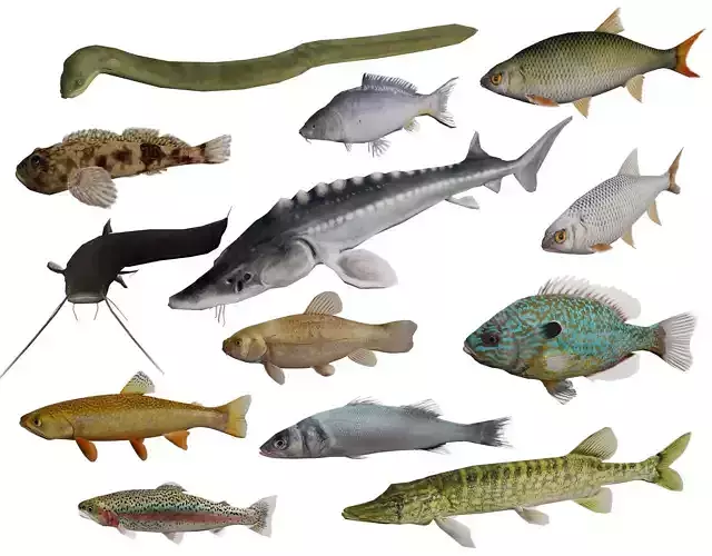 Freshwater fish pack Low-poly 3D model
