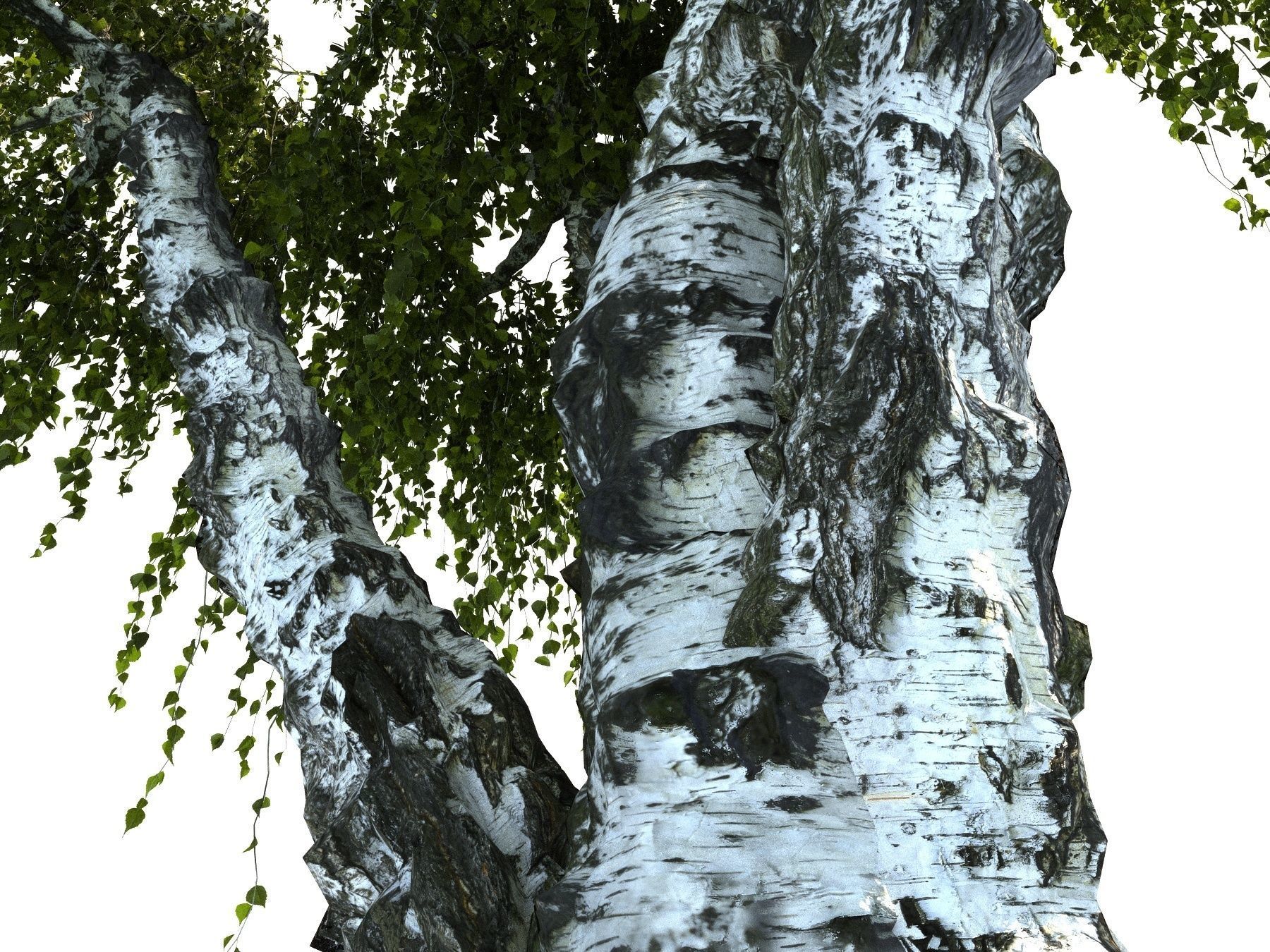 Birch tree HD 3D model_8