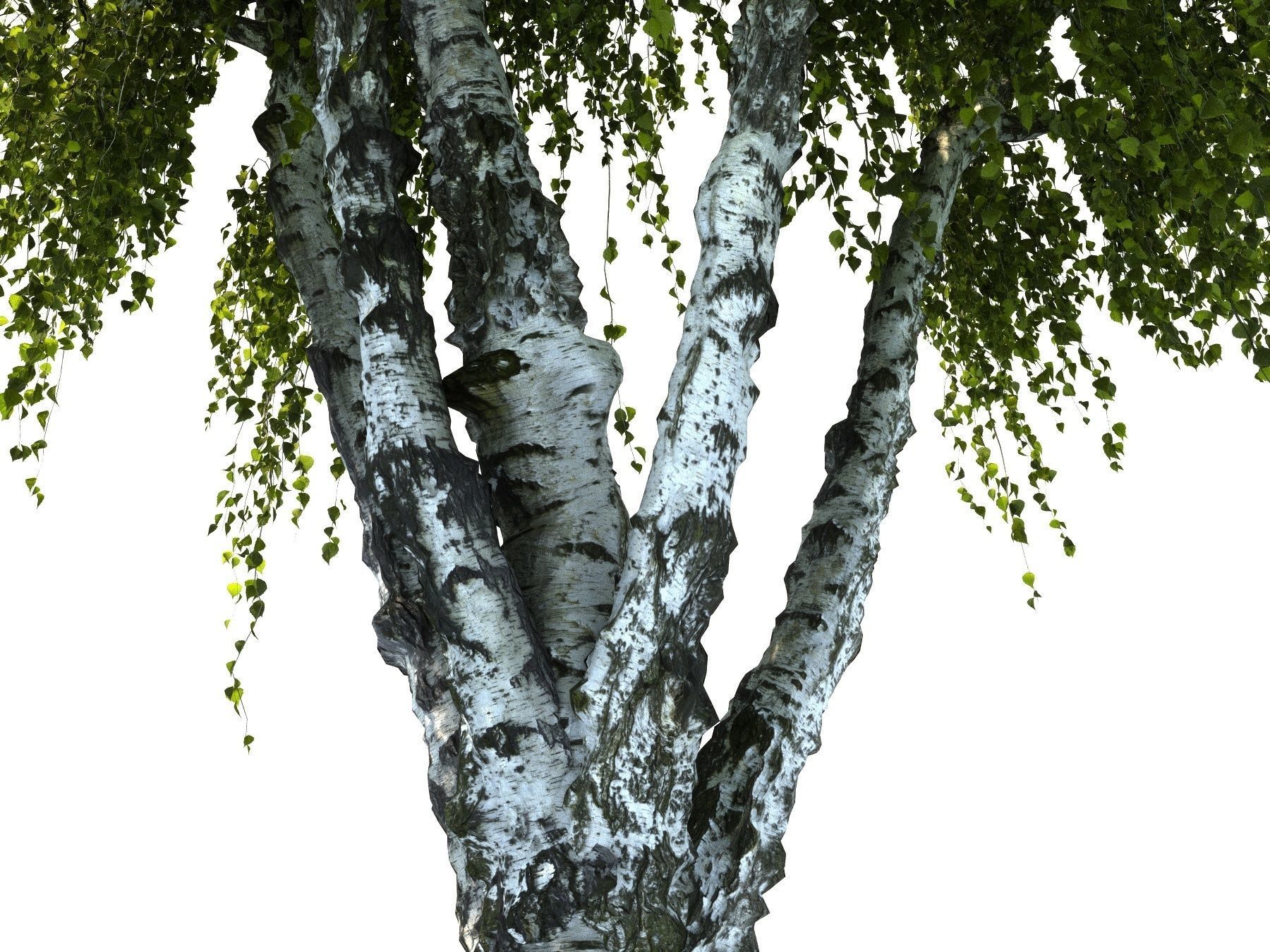 Birch tree HD 3D model_9