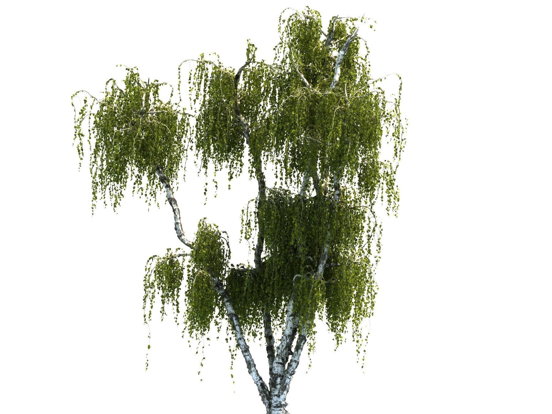 Birch tree HD 3D model_2