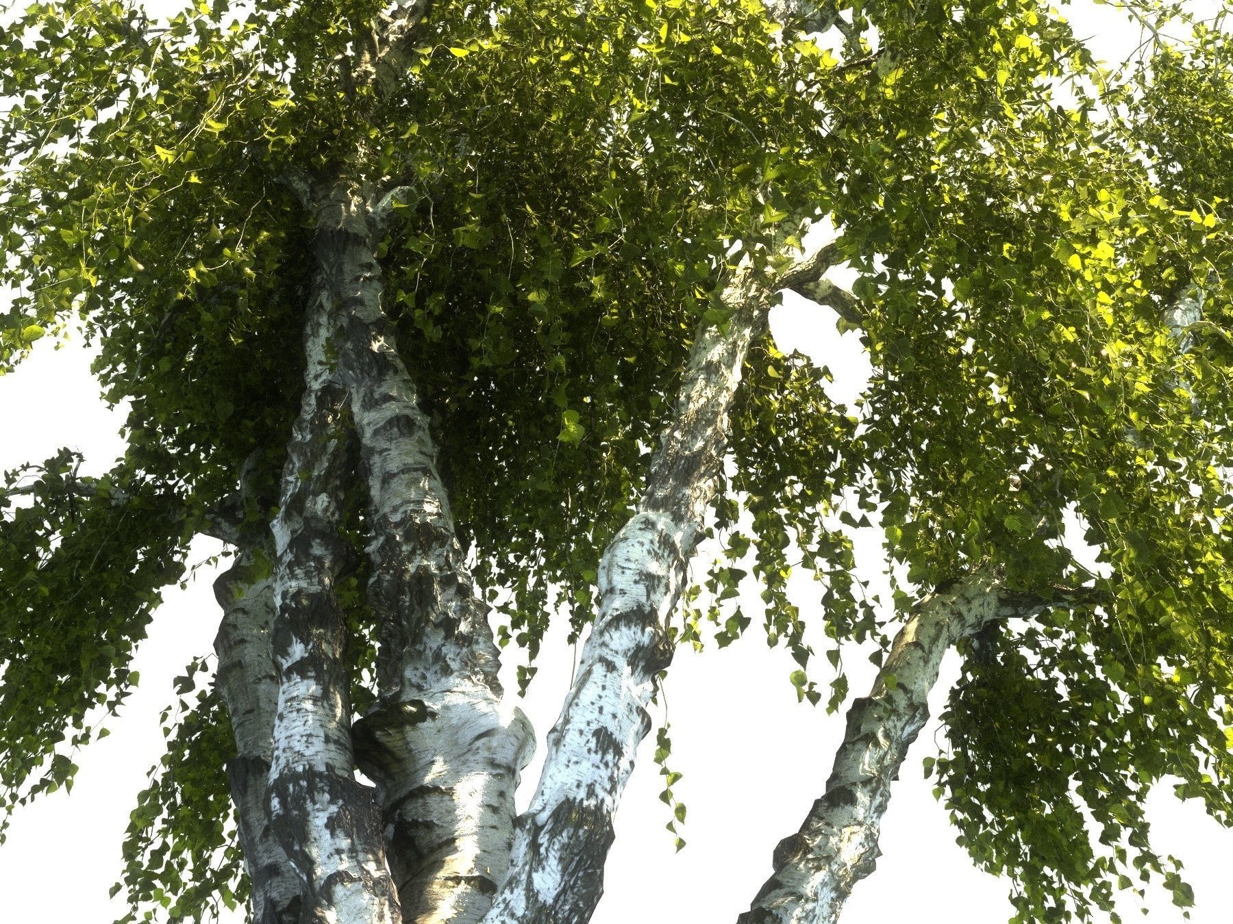 Birch tree HD 3D model_1