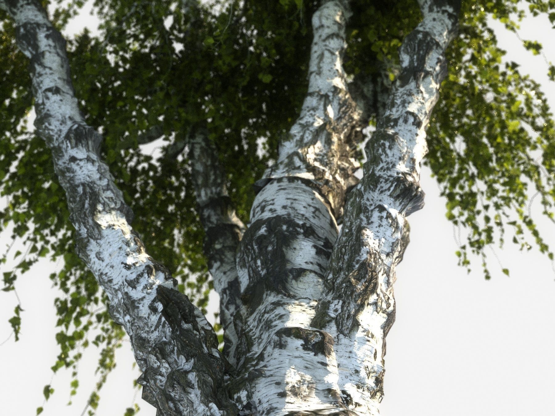 Birch tree HD 3D model_4