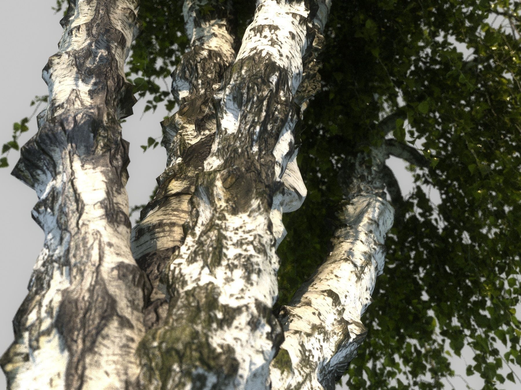 Birch tree HD 3D model_6