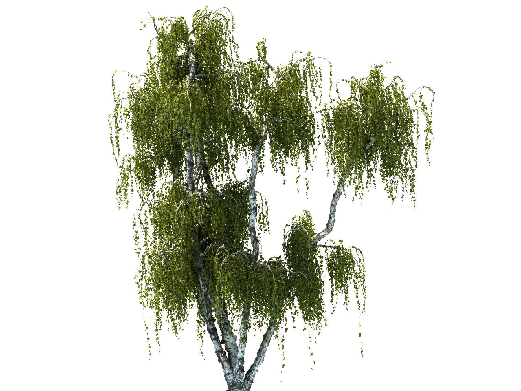 Birch tree HD 3D model_3