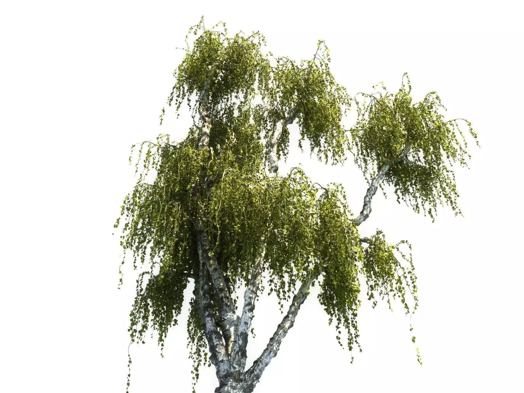 Birch tree HD 3D model_0