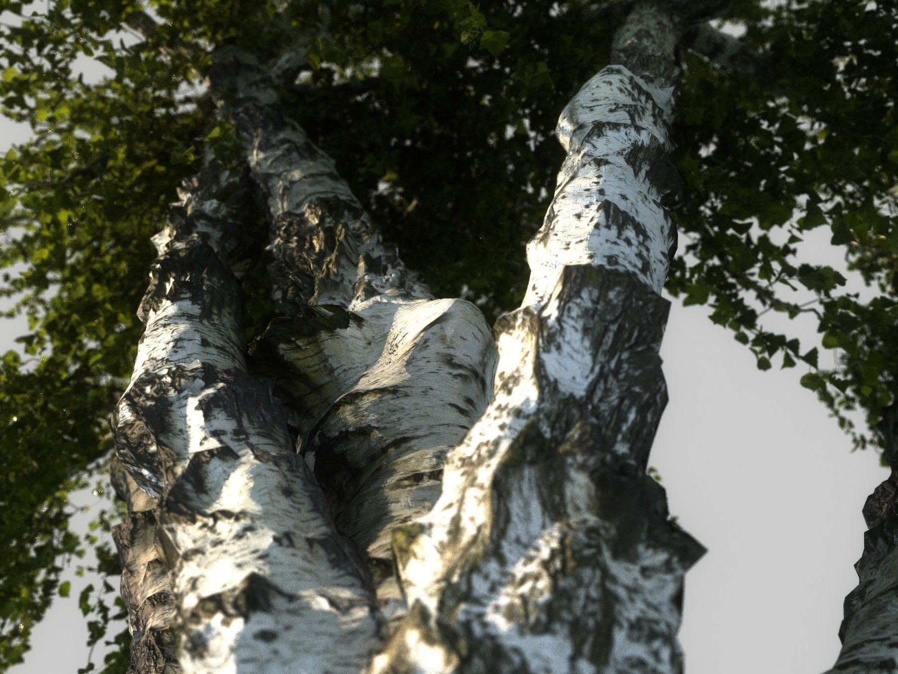 Birch tree HD 3D model_7