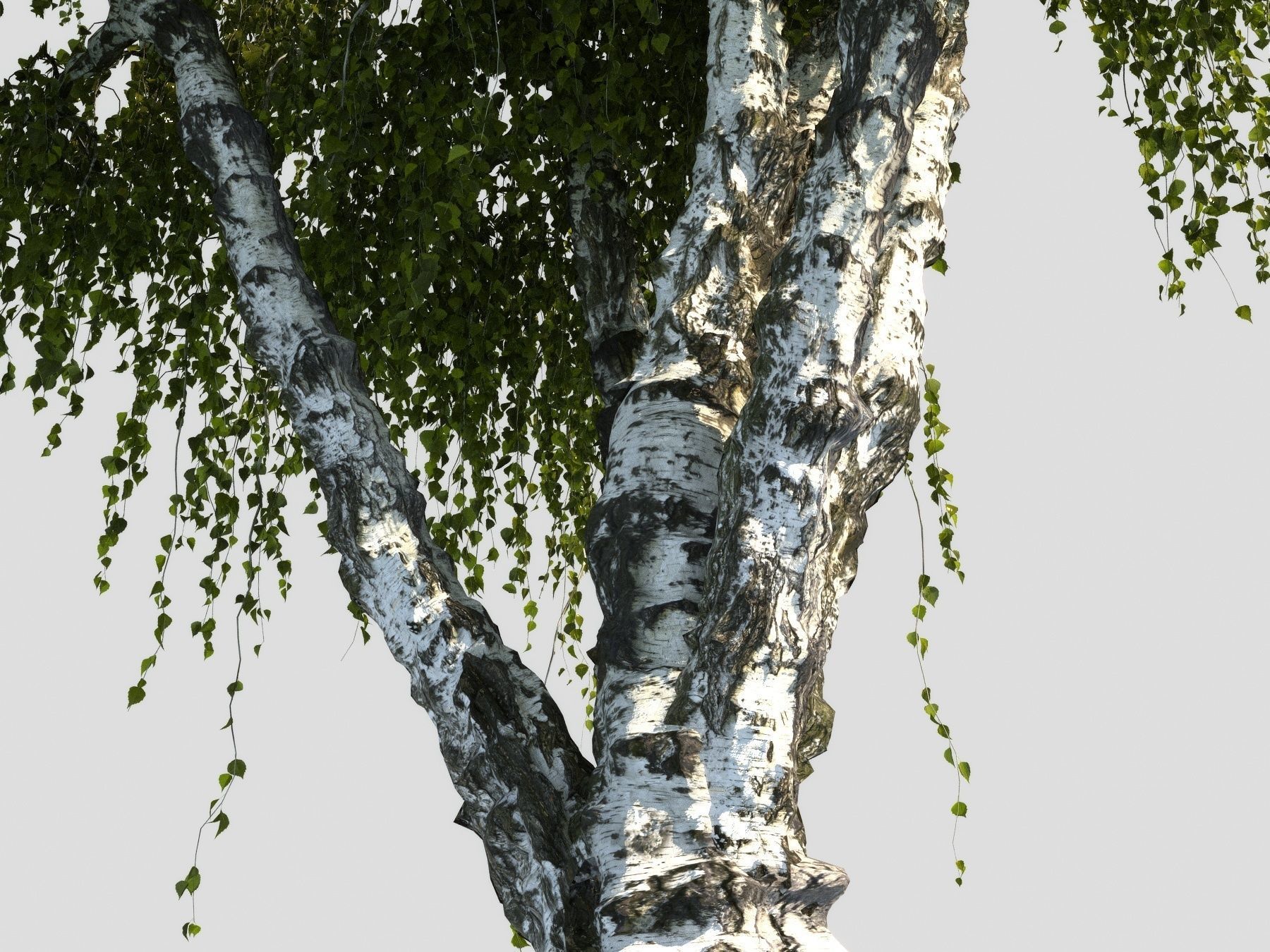 Birch tree HD 3D model_5