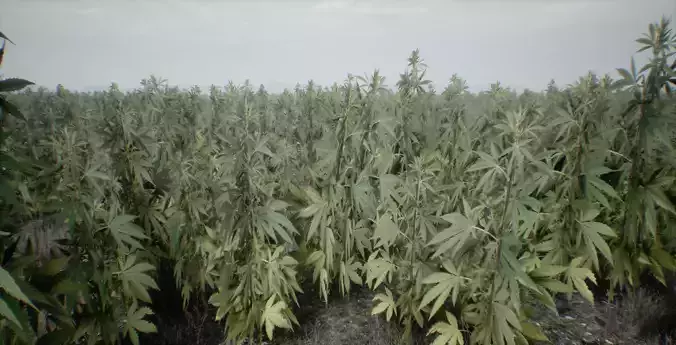 Mobile Optimized Cannabis  Low-poly 3D model