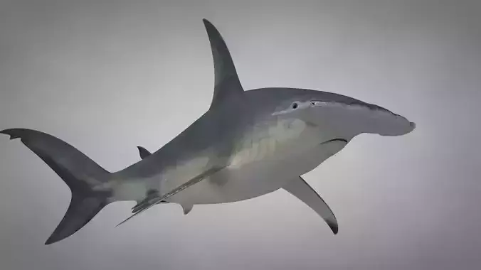 Great Hammerhead Shark Rigged C4D Low-poly 3D model