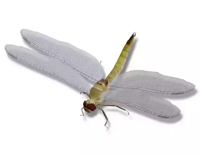 Low poly dragonfly