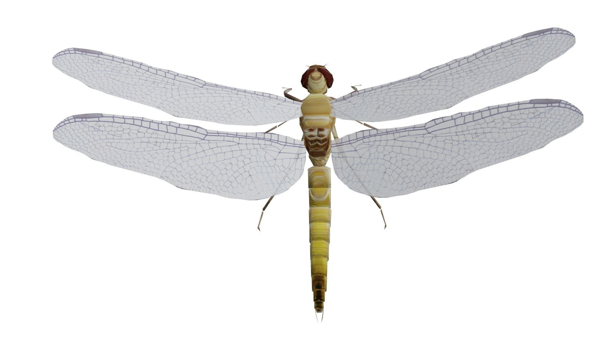 Low poly dragonfly Low-poly 3D model_2