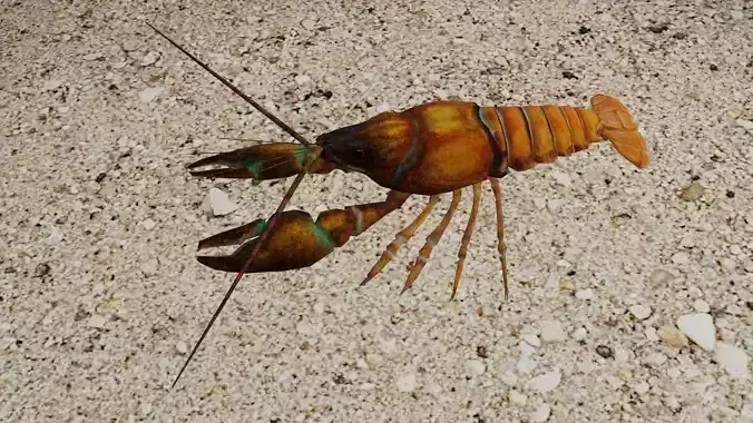 Crayfish Low-poly 3D model