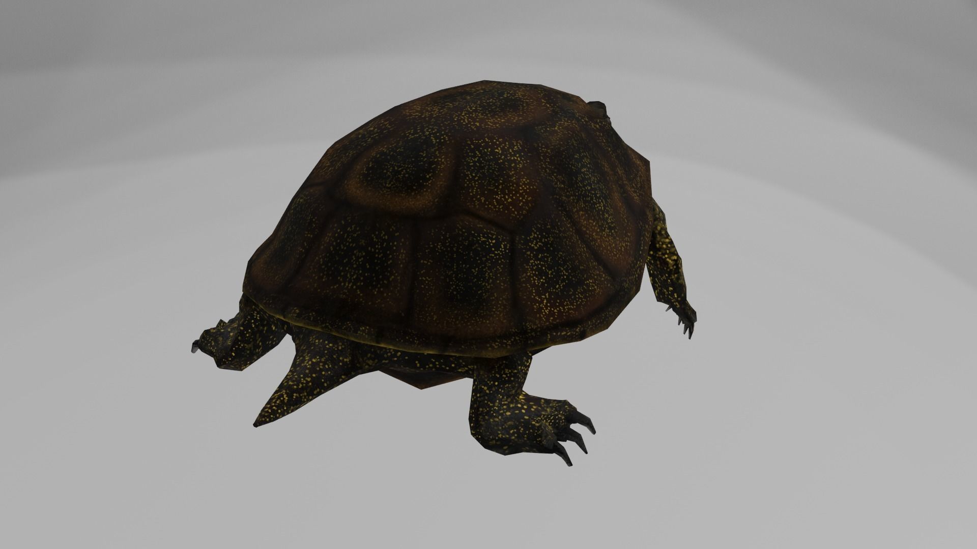 European pond turtle Low-poly 3D model_1