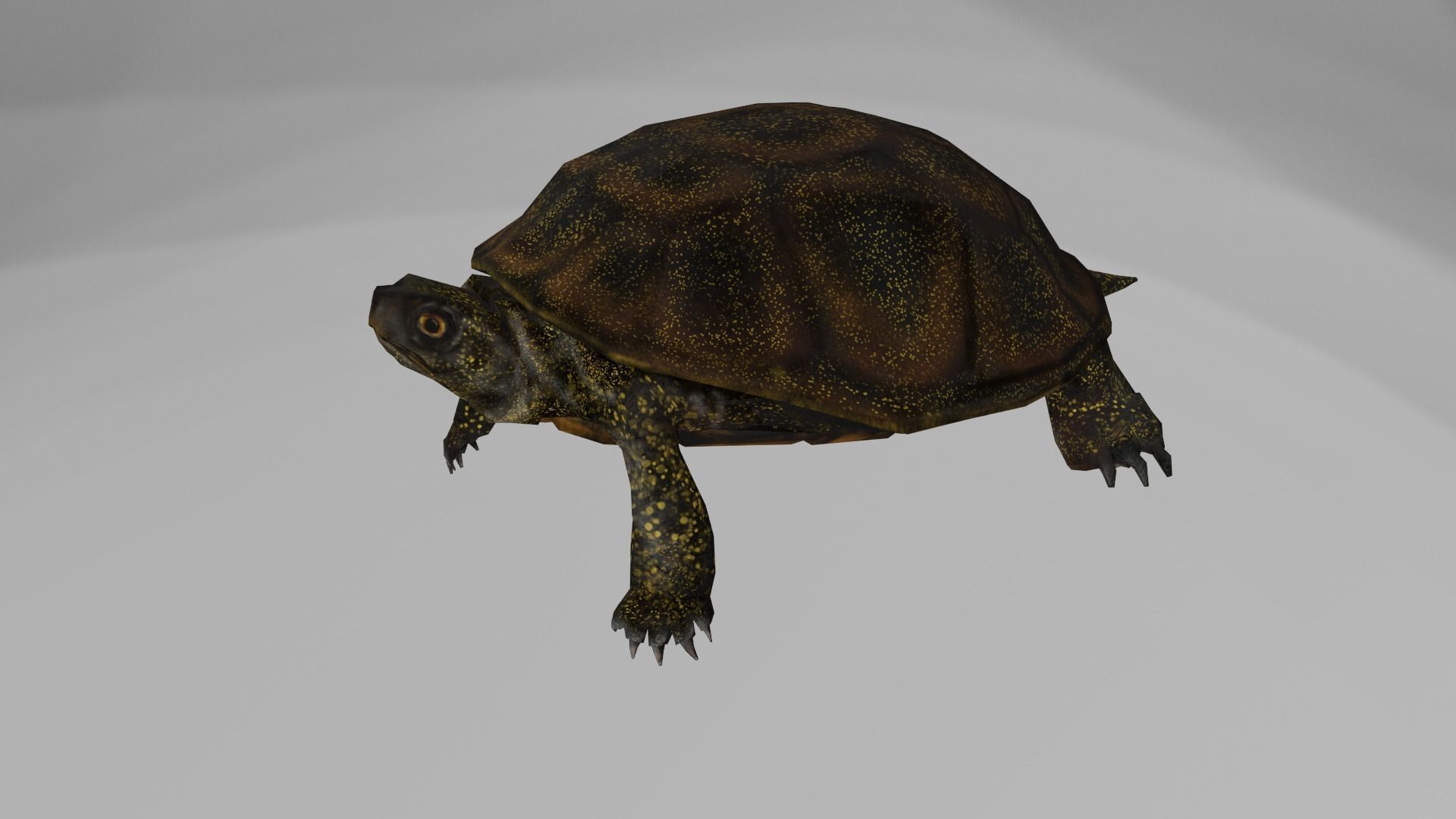 European pond turtle Low-poly 3D model_4