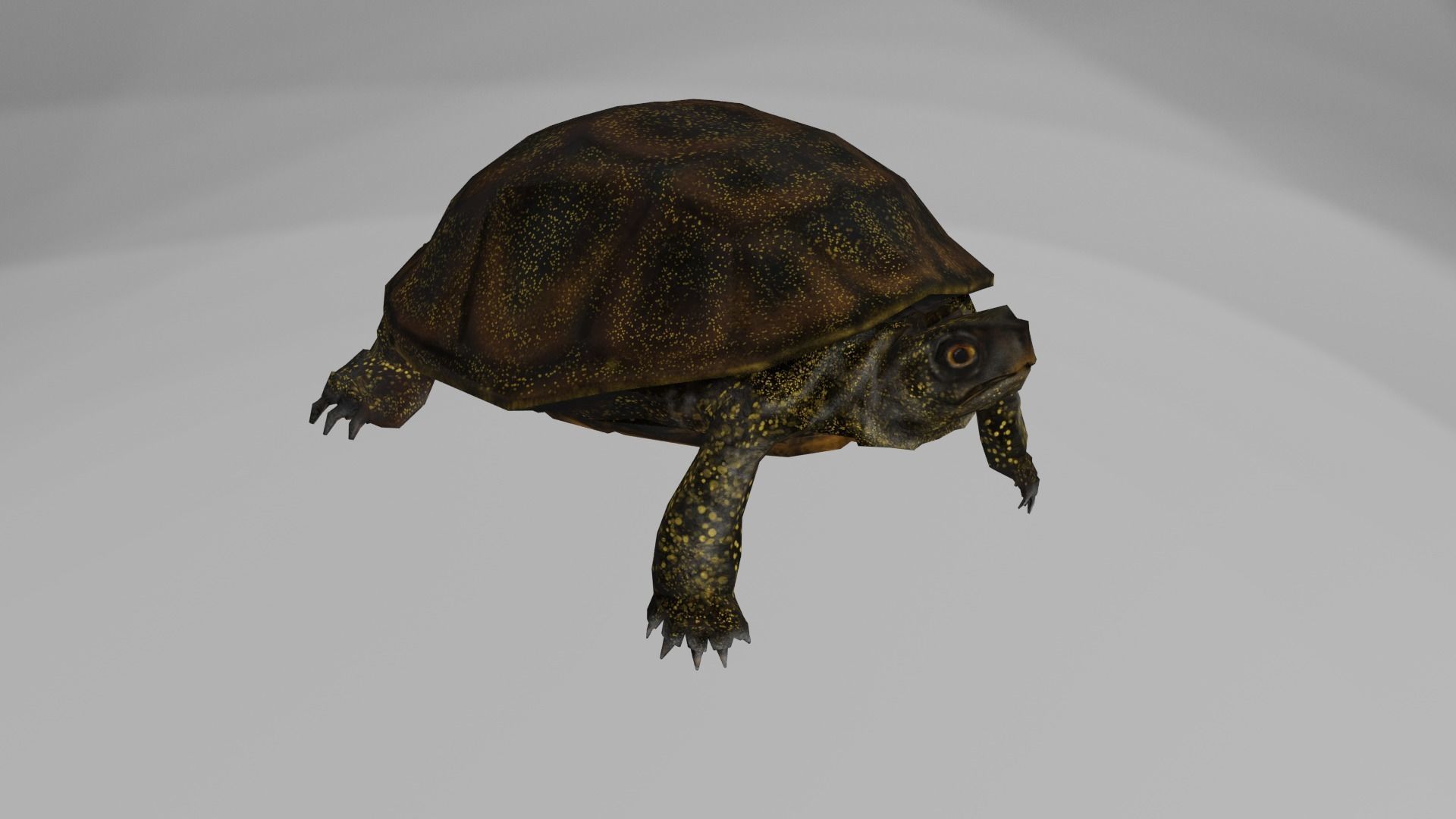European pond turtle Low-poly 3D model_3