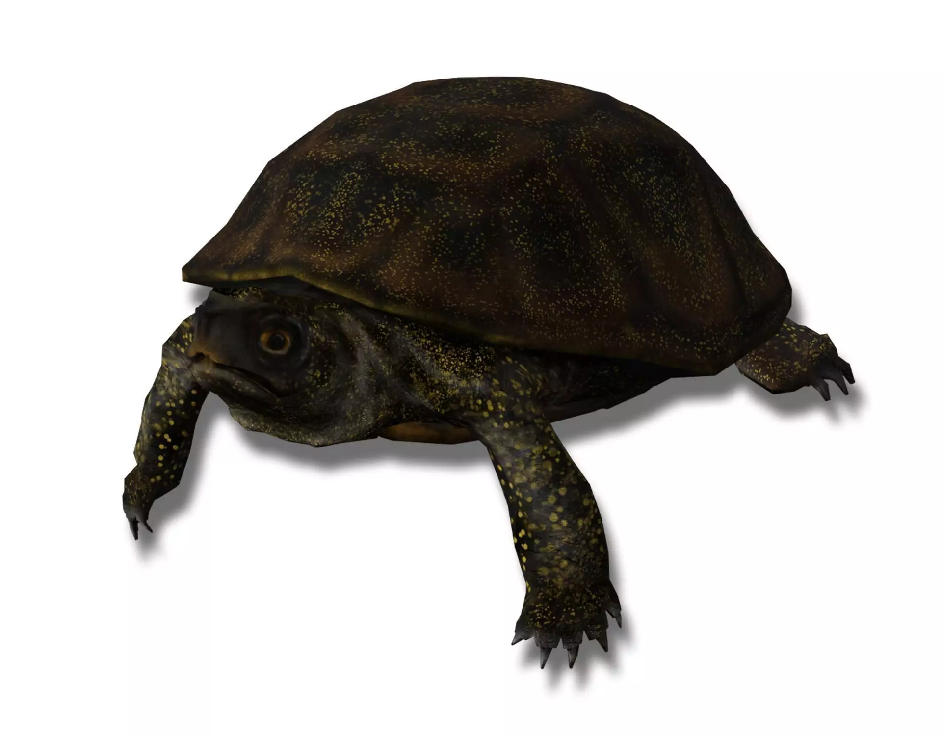European pond turtle Low-poly 3D model_0