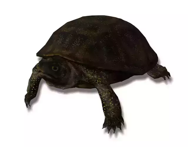 European pond turtle
