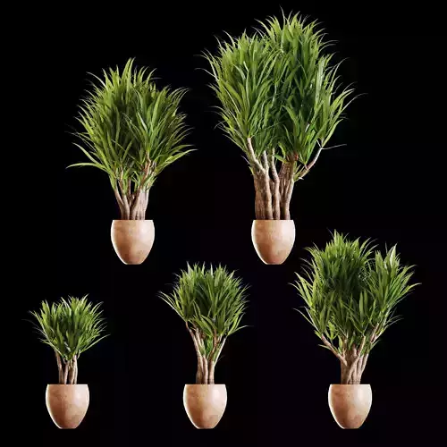 Set of Yucc plants in a pot