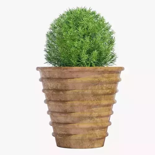 RS-21 plant in wooden pot