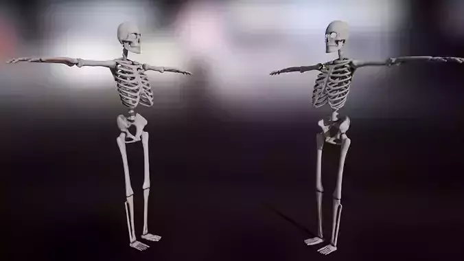 Skeleton two skeletons side