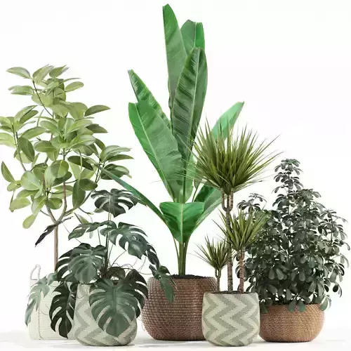 Plants collection 116 3D model