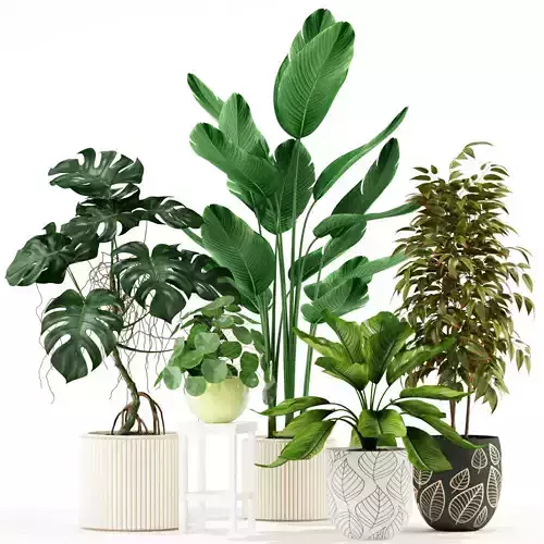 Plants collection 117 3D model