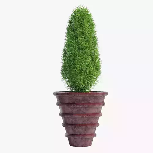 RS-15-2 plant in pot