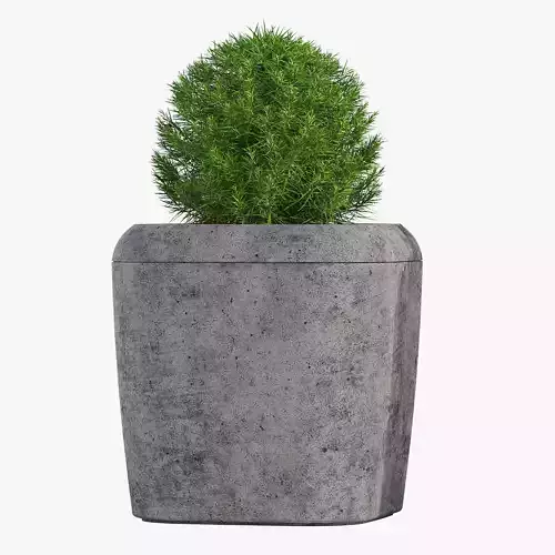 30X30 plant in concrete pot