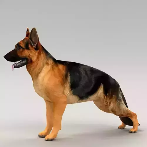 germanshepherd dog GSD  Low-poly 3D model