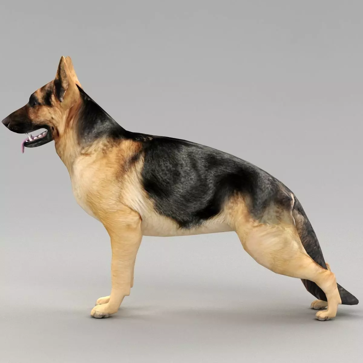 GSD DOG  Low-poly 3D model_0