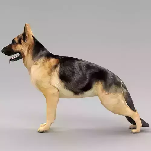GSD DOG  Low-poly 3D model
