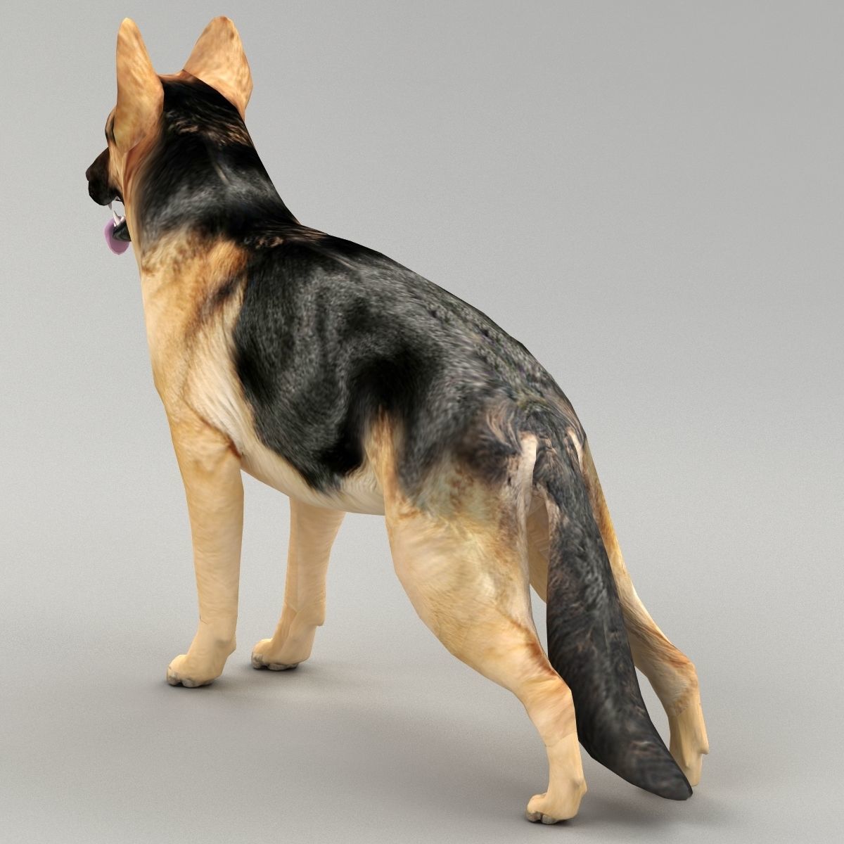 GSD DOG  Low-poly 3D model_5