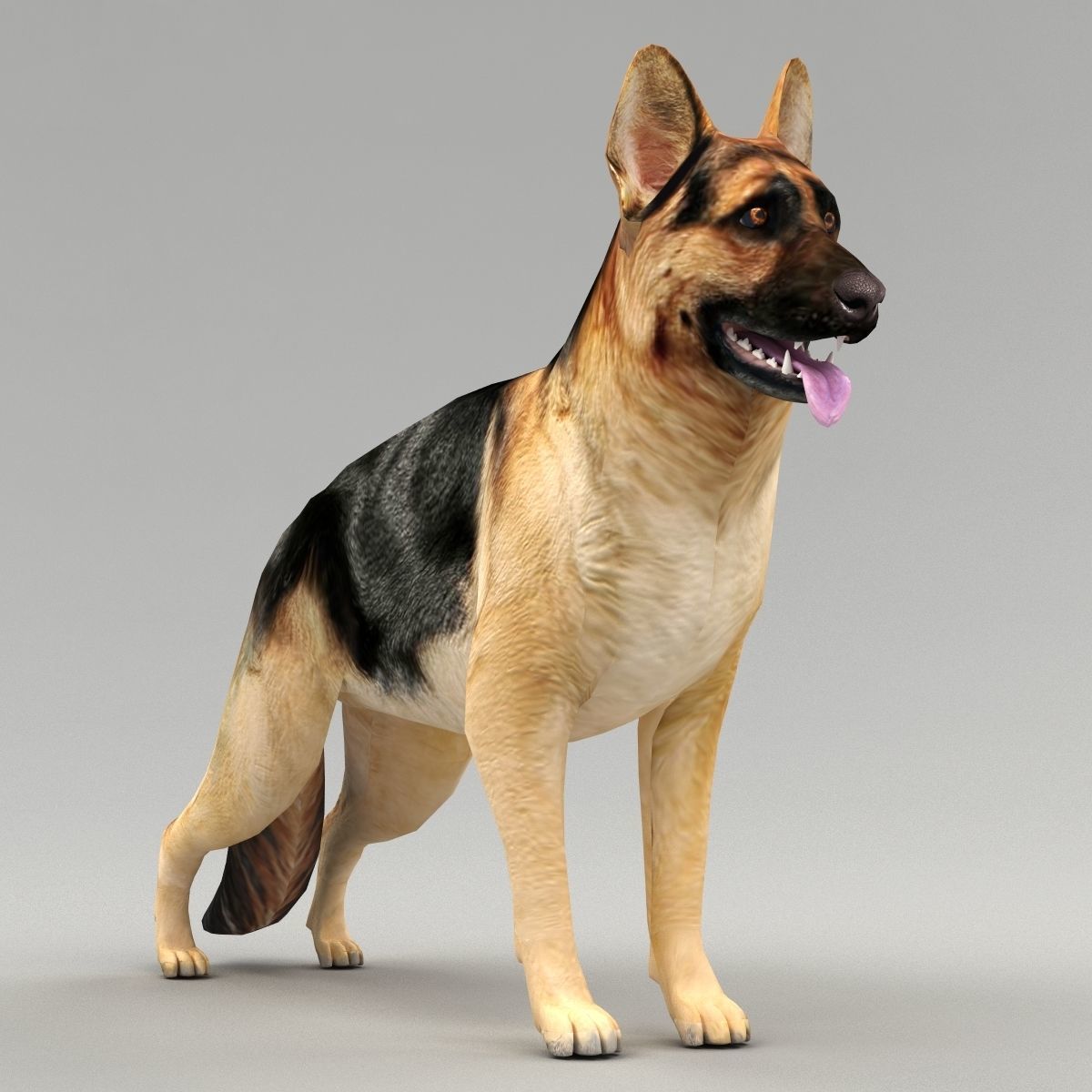 GSD DOG  Low-poly 3D model_2